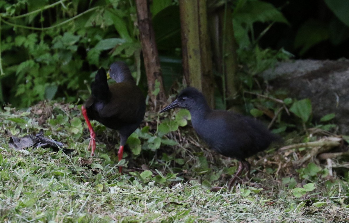 Blackish Rail - Don Coons