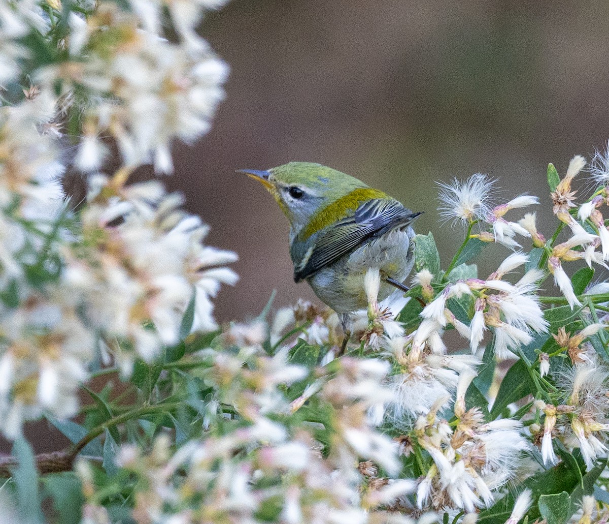 Northern Parula - ML624588594