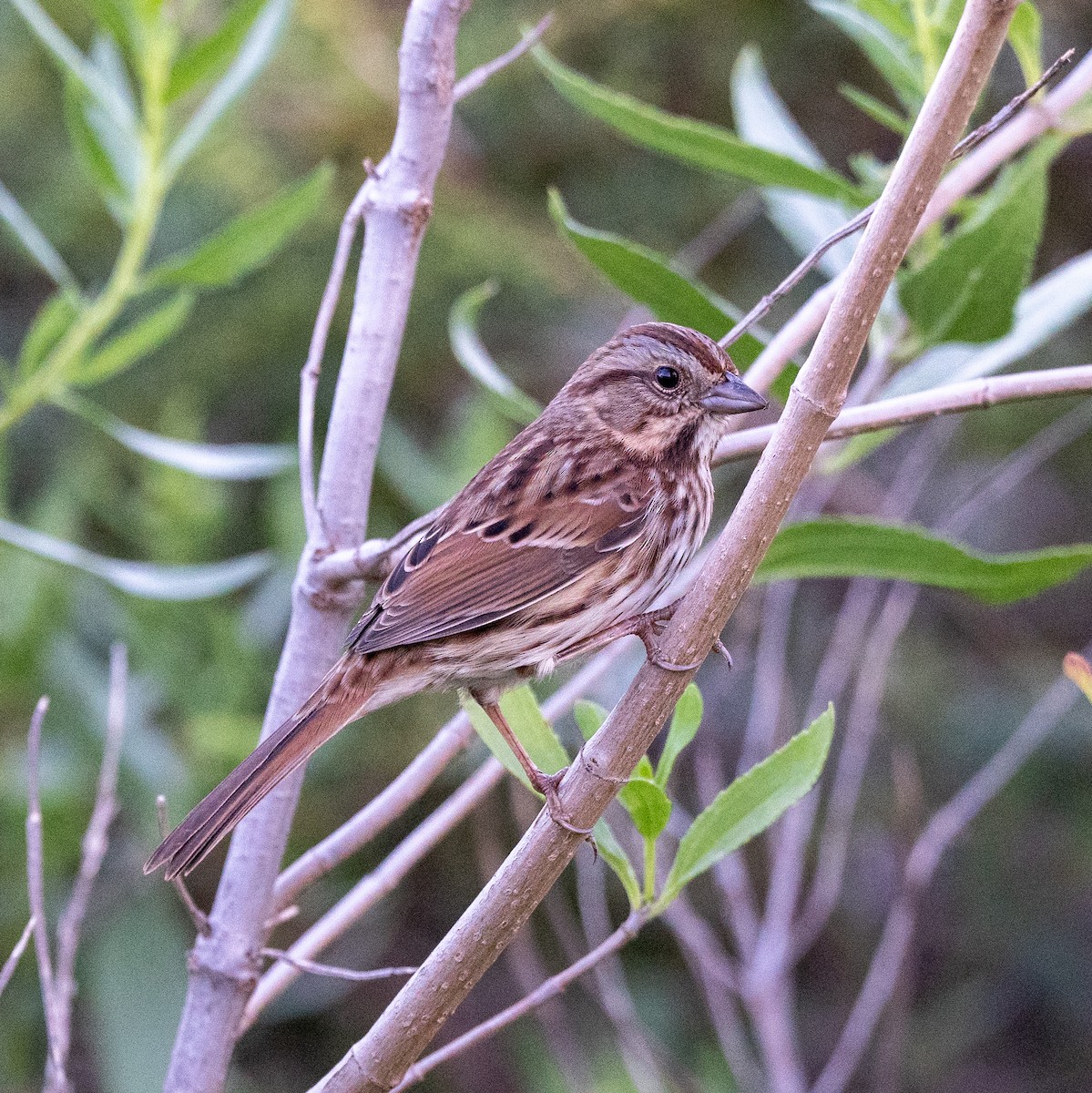 Song Sparrow - ML624588606