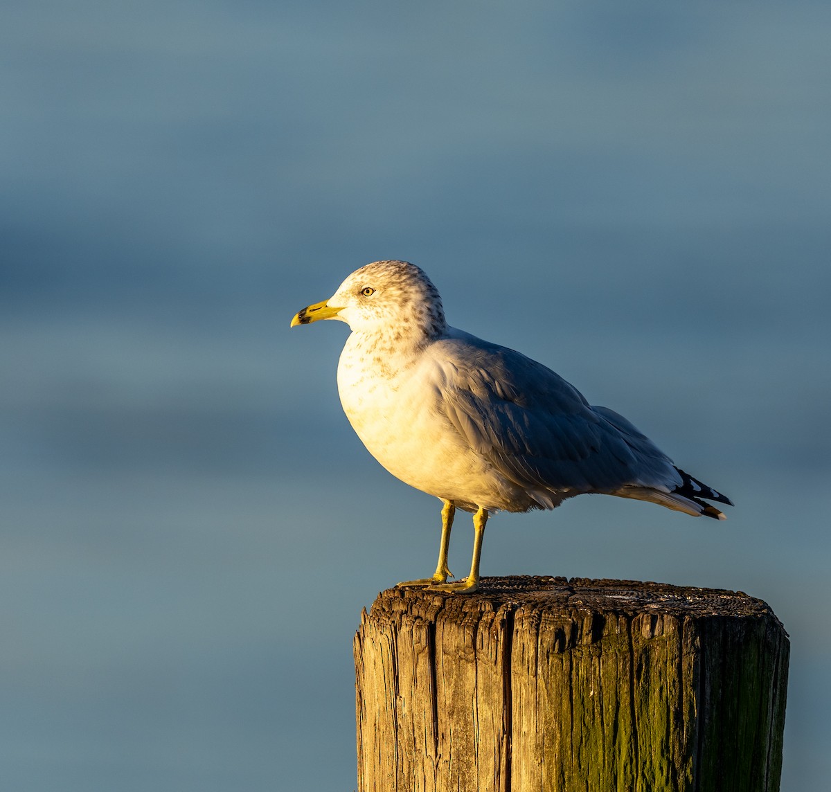 Ring-billed Gull - ML624588608