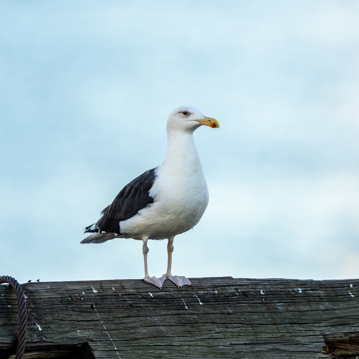 Great Black-backed Gull - ML624588621