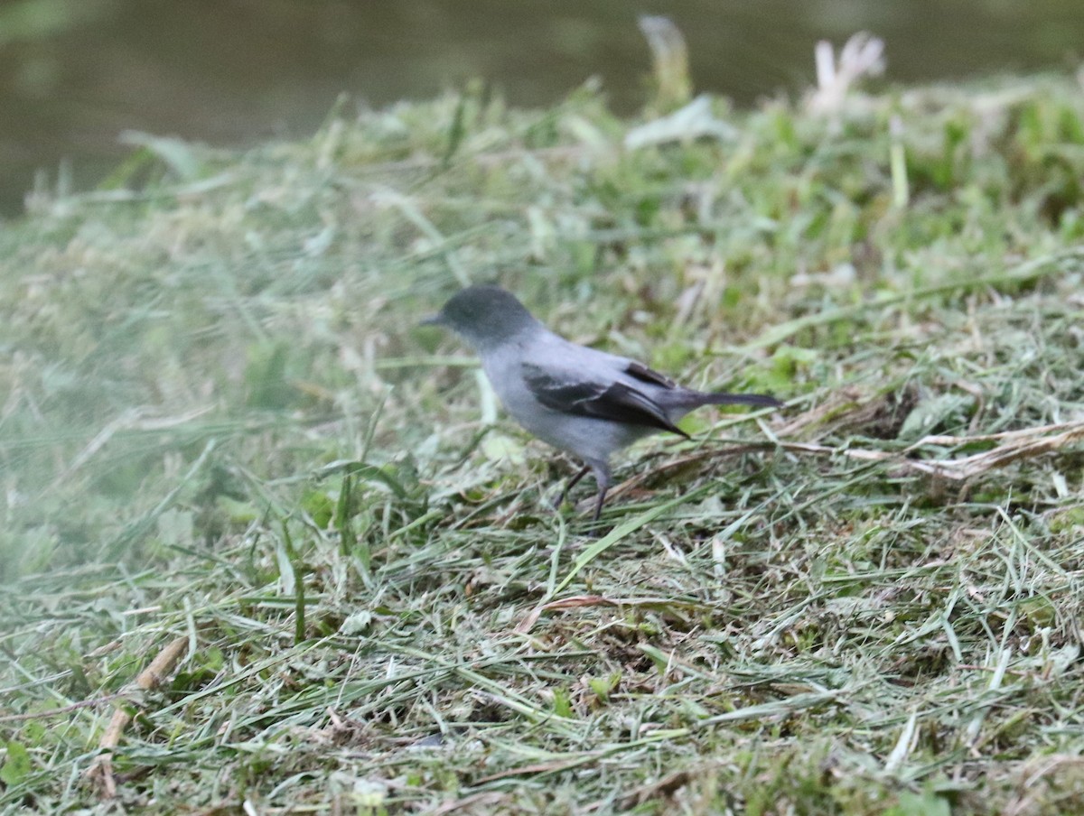 Torrent Tyrannulet - ML624588627