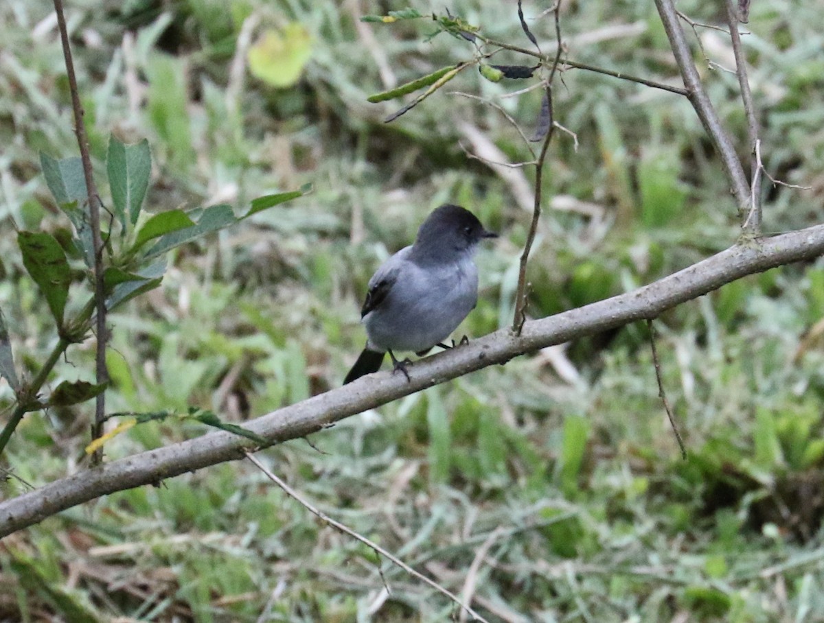 Torrent Tyrannulet - ML624588631