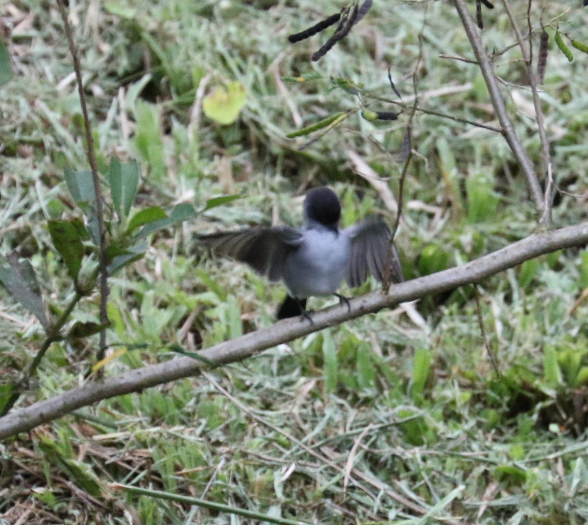 Torrent Tyrannulet - ML624588634