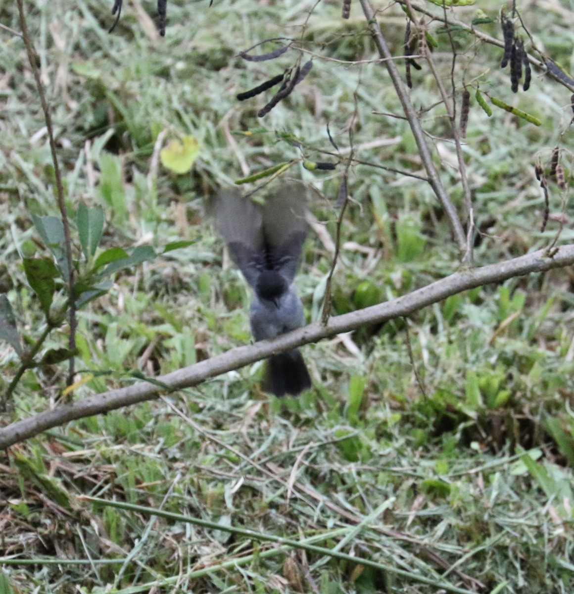 Torrent Tyrannulet - Don Coons