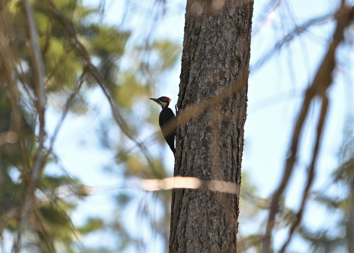 Pileated Woodpecker - ML624588639