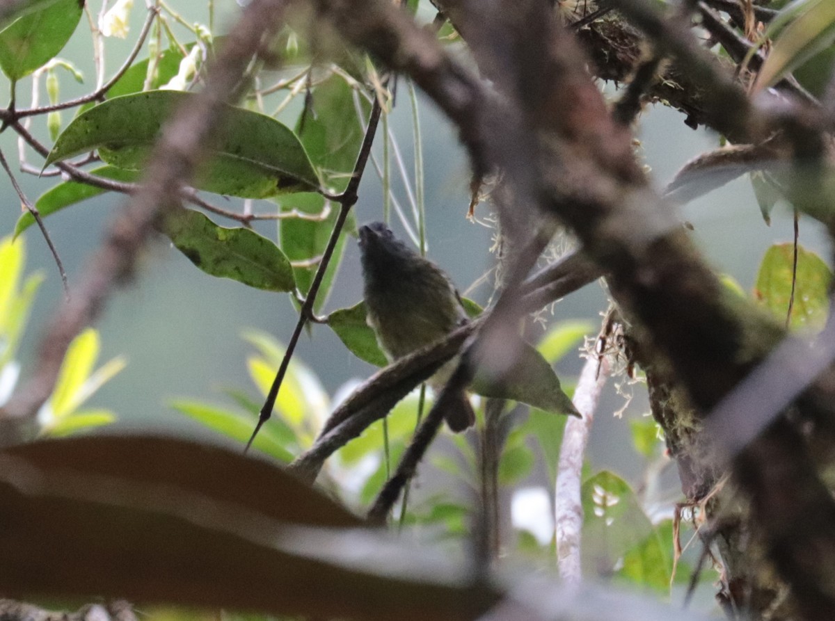 Streak-necked Flycatcher - ML624588691