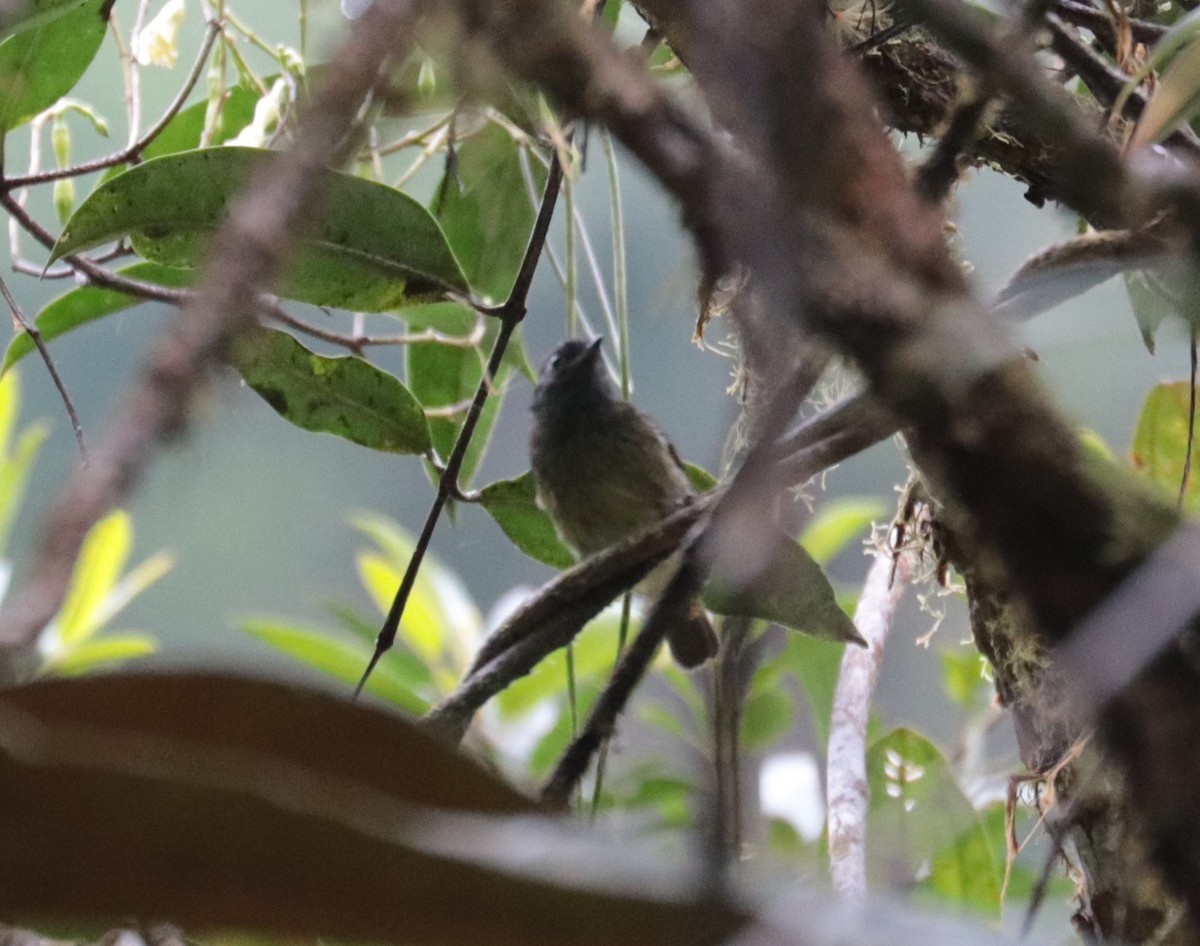 Streak-necked Flycatcher - ML624588692