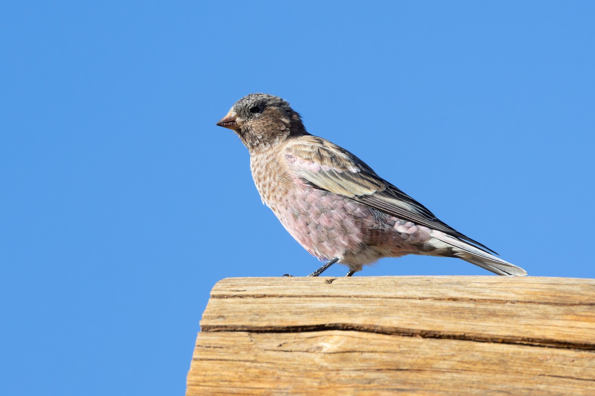 Brown-capped Rosy-Finch - Lucas Bobay