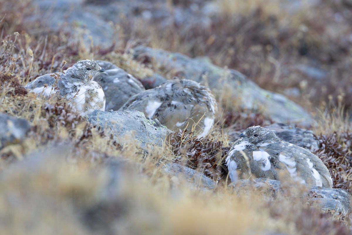 White-tailed Ptarmigan - Lucas Bobay