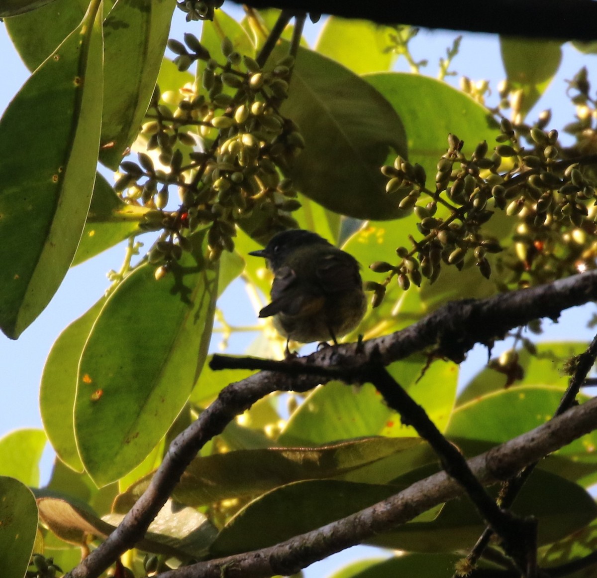 Streak-necked Flycatcher - ML624588735