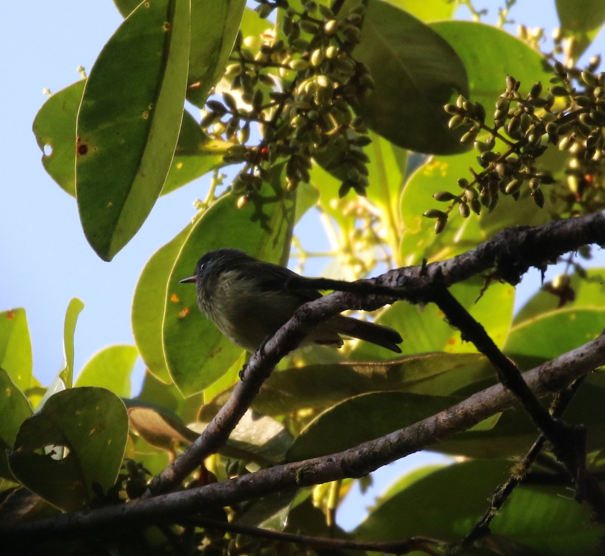 Streak-necked Flycatcher - ML624588742