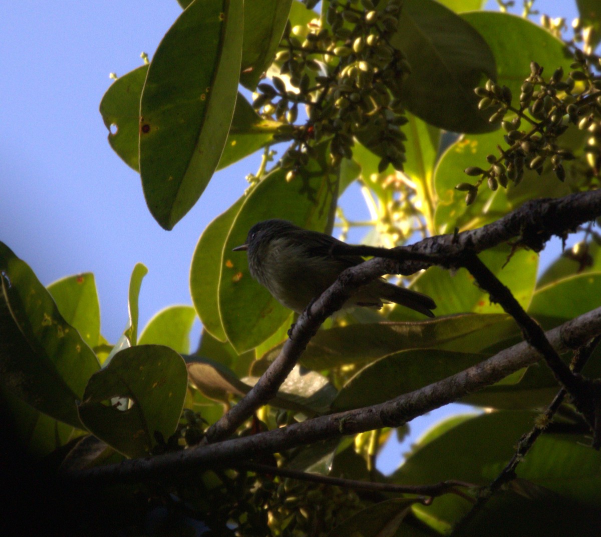 Streak-necked Flycatcher - ML624588743