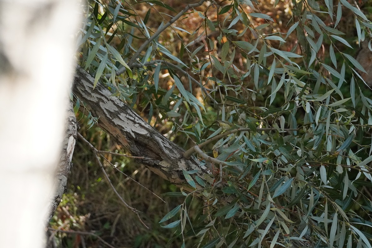 Mosquitero Musical - ML624588790