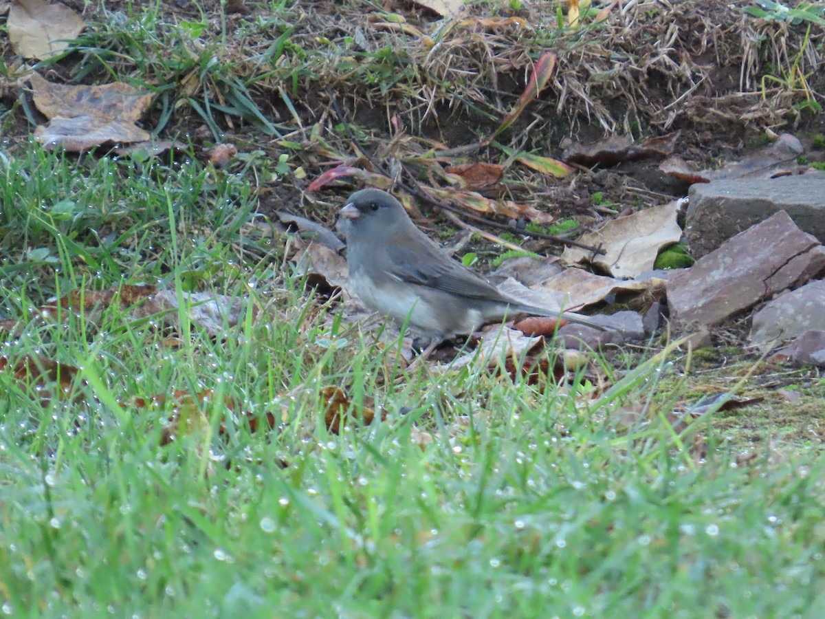 Junco Ojioscuro - ML624588795