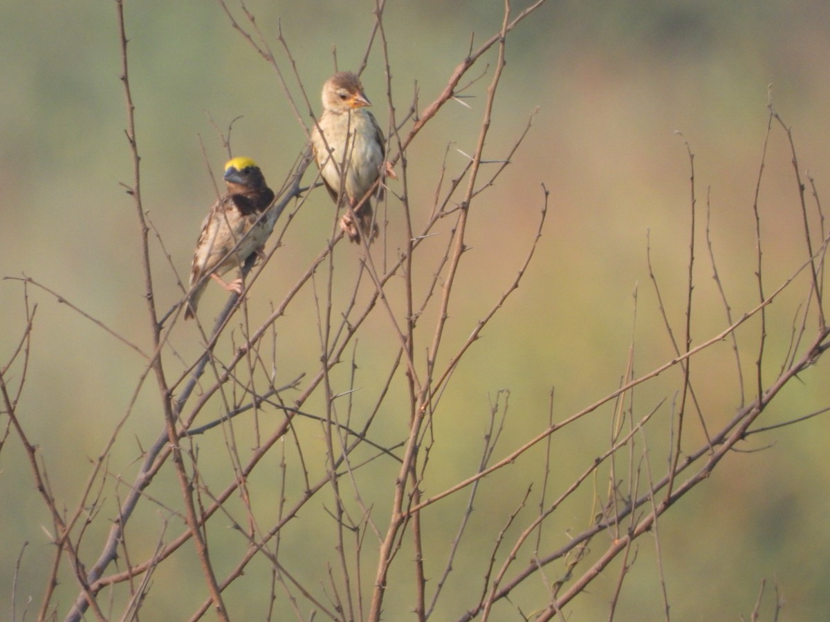 Black-breasted Weaver - VAibhAV Patil