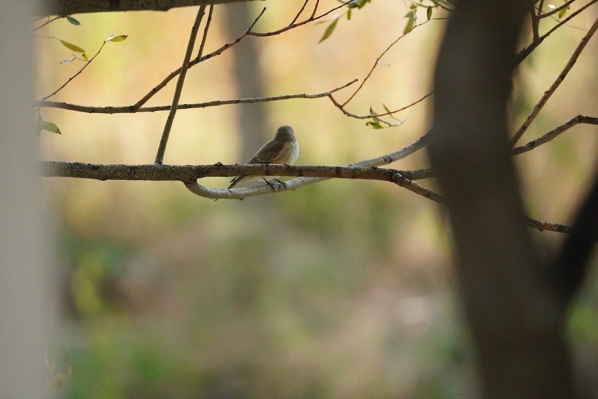 Spotted Flycatcher - Wandrille Ferrand