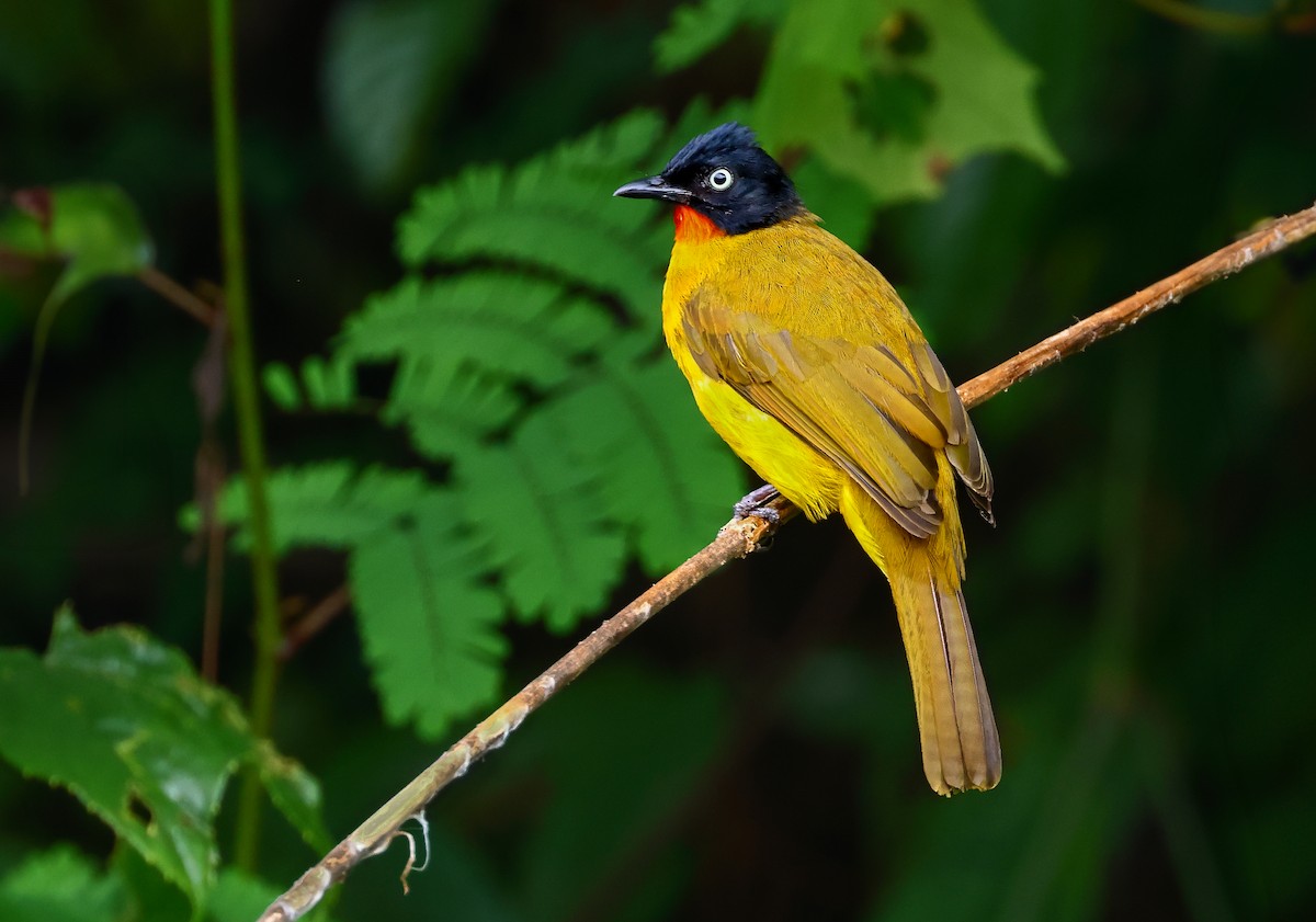 Flame-throated Bulbul - ML624588808