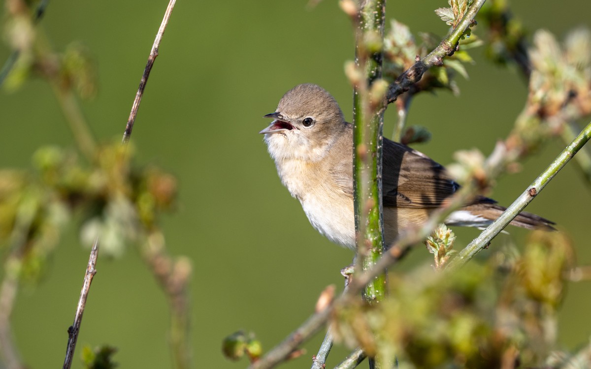 Mosquitero Común - ML624588817