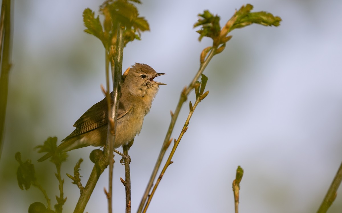 Common Chiffchaff - Serge Horellou