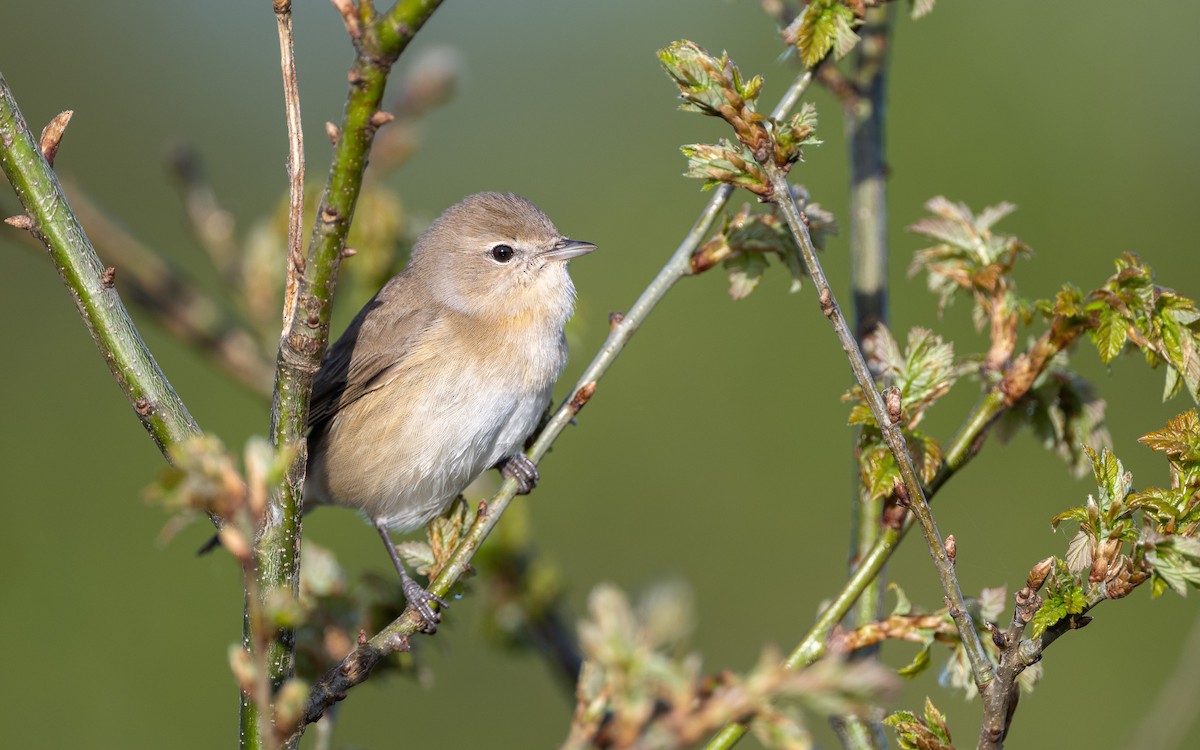 Mosquitero Común - ML624588819