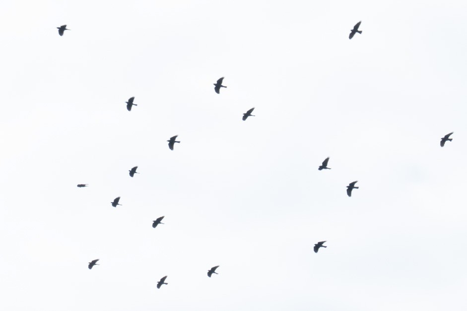 Eurasian Jackdaw - ML624588861