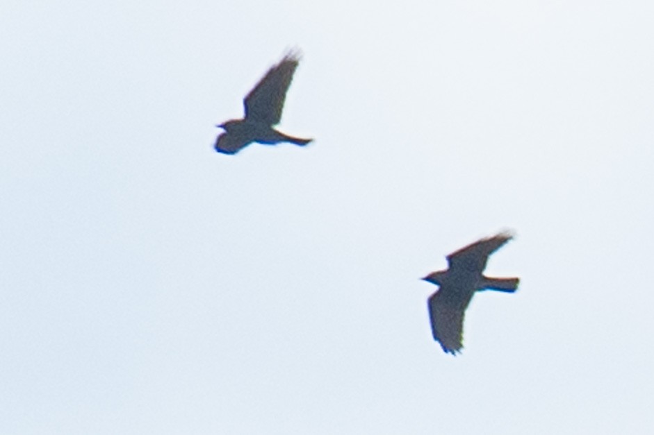 Eurasian Jackdaw - ML624588862