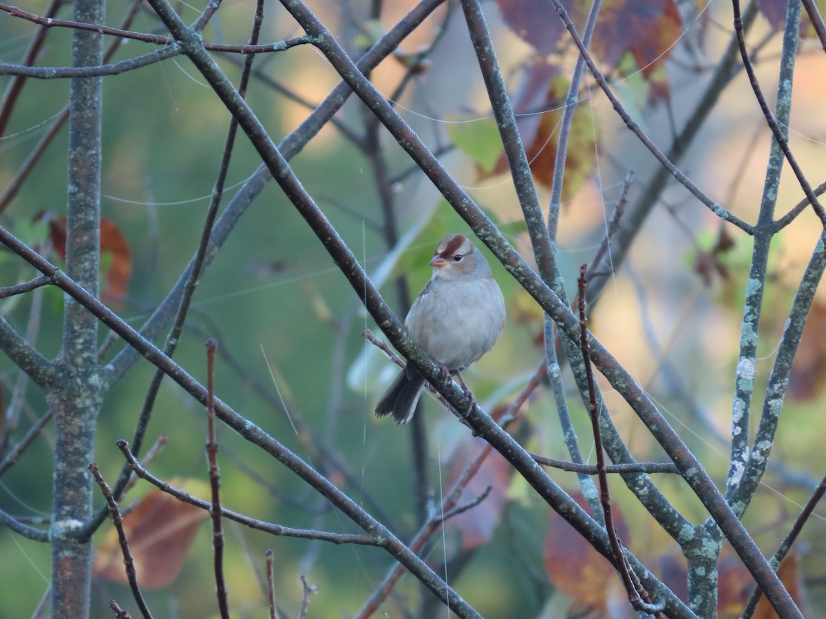 White-crowned Sparrow - ML624588873