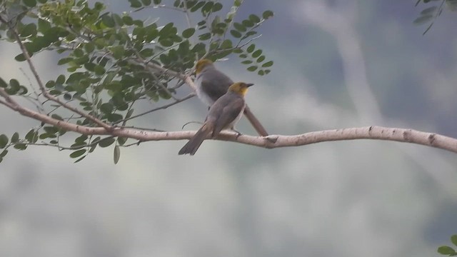 Yellow-throated Bulbul - ML624588877