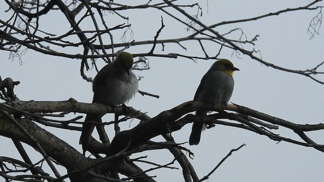 Yellow-throated Bulbul - ML624588880