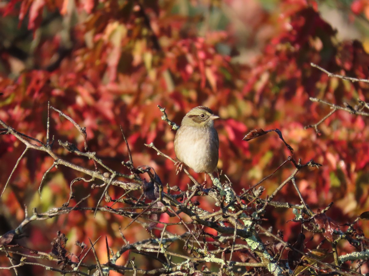 Swamp Sparrow - ML624588881