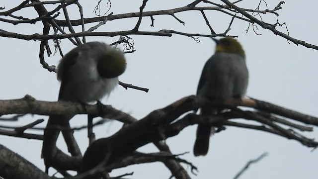 Yellow-throated Bulbul - ML624588887