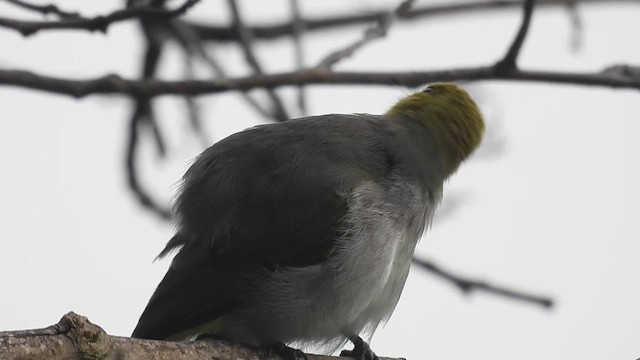 Yellow-throated Bulbul - ML624588898