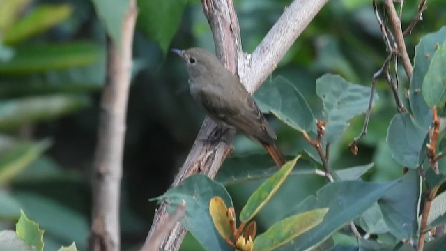 Rusty-tailed Flycatcher - ML624588902
