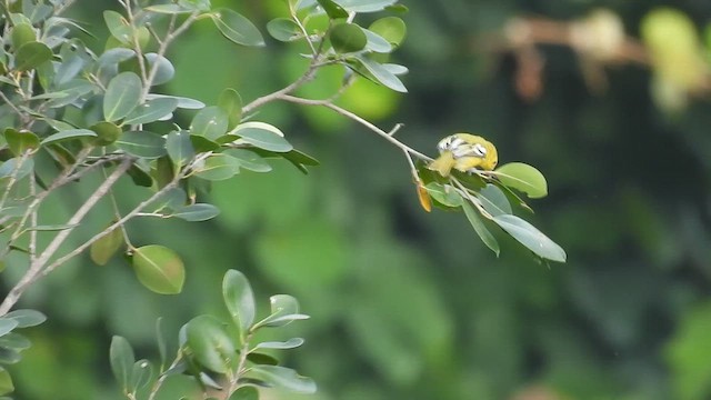 Common Iora - ML624588910