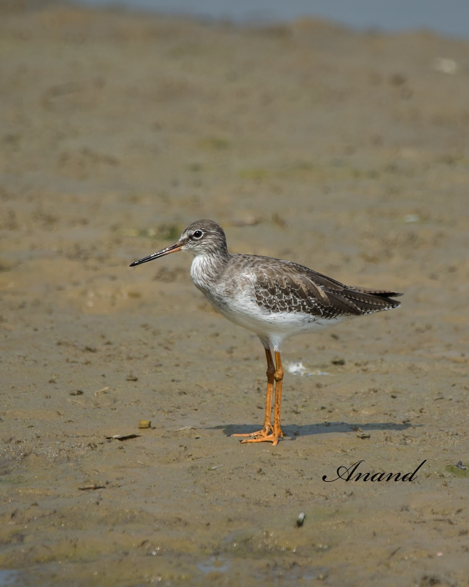 Common Redshank - ML624588932