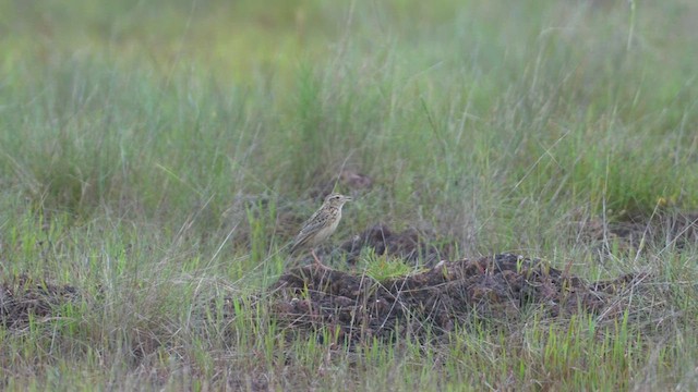 Oriental Skylark - ML624588936
