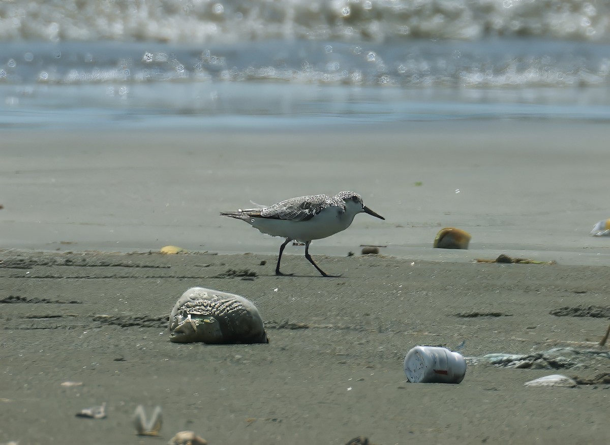 Sanderling - ML624588994