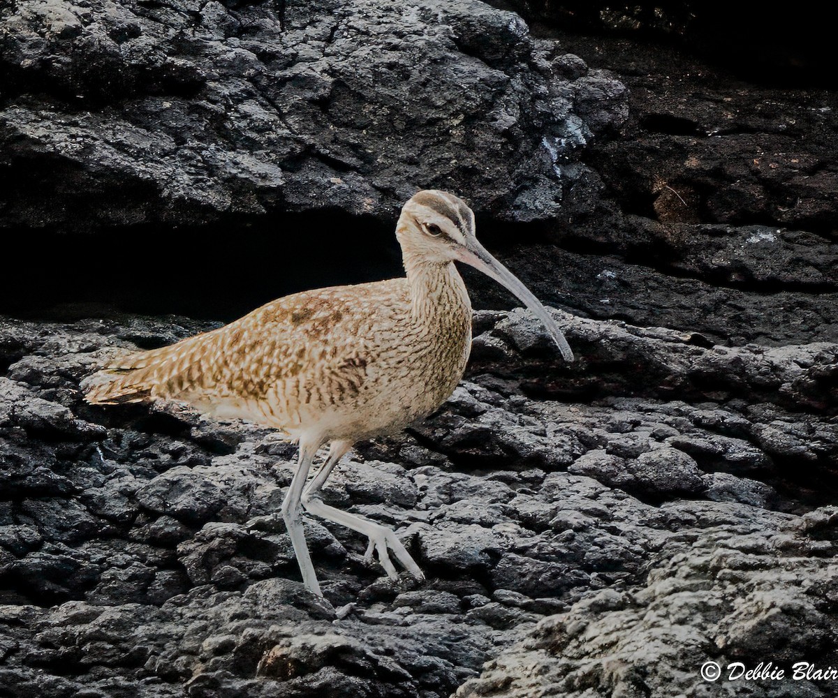 Whimbrel (Hudsonian) - Debbie Blair