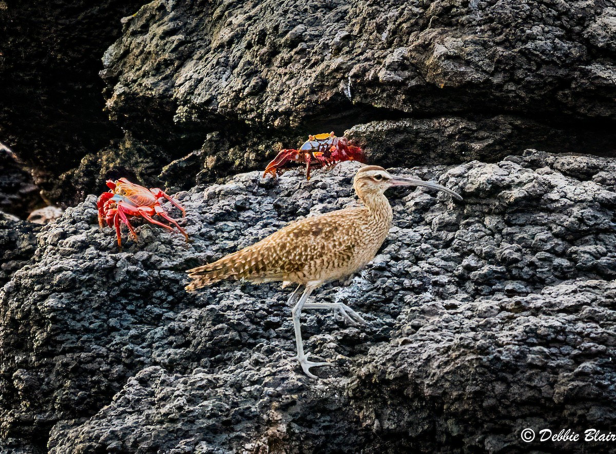 Whimbrel (Hudsonian) - ML624589053