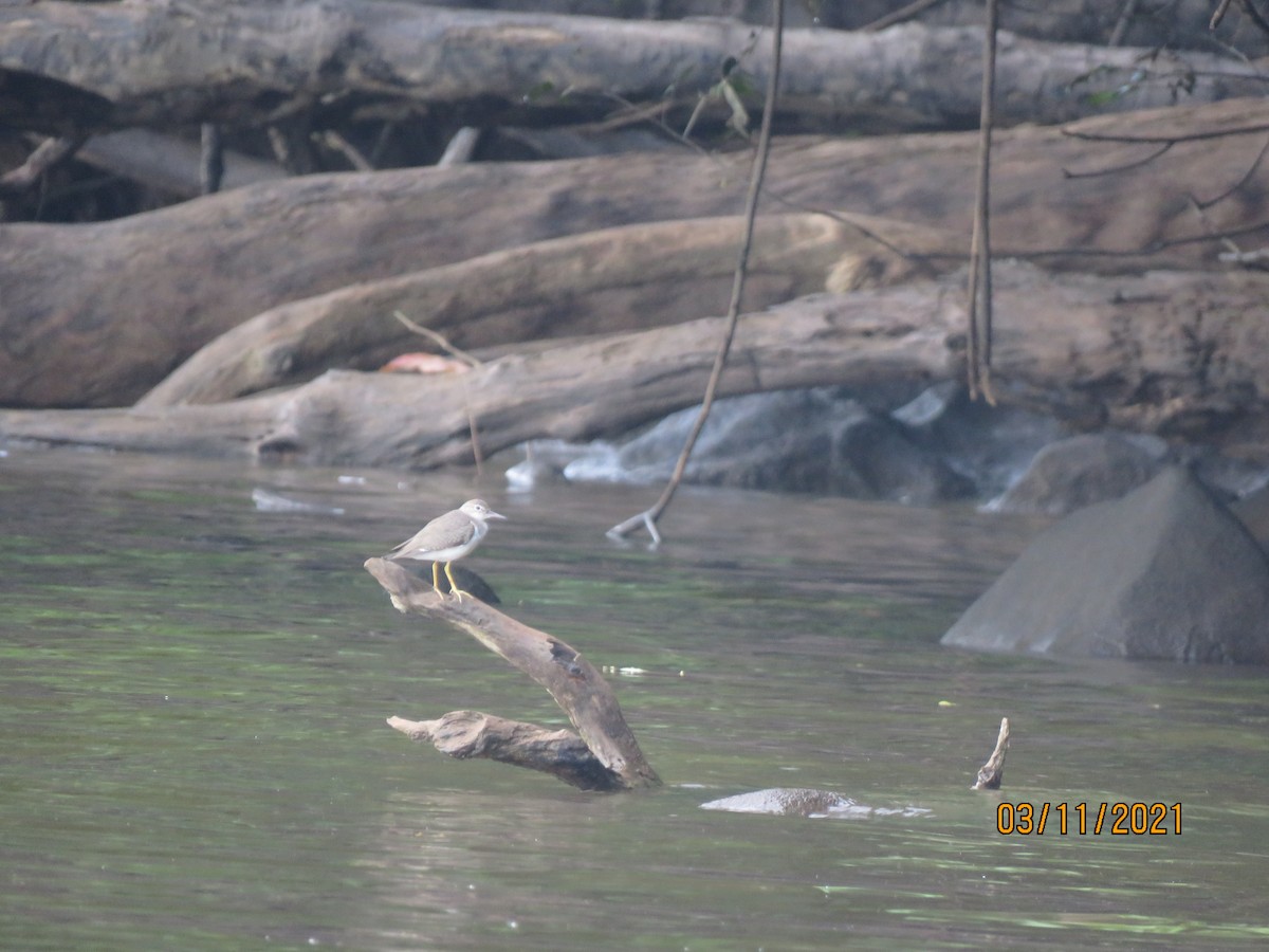 Spotted Sandpiper - ML624589083