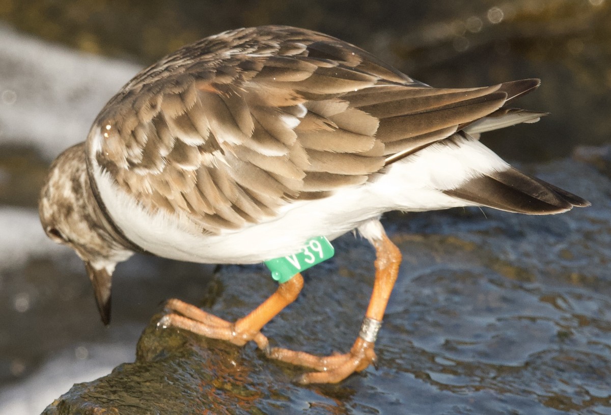 Ruddy Turnstone - ML624589143