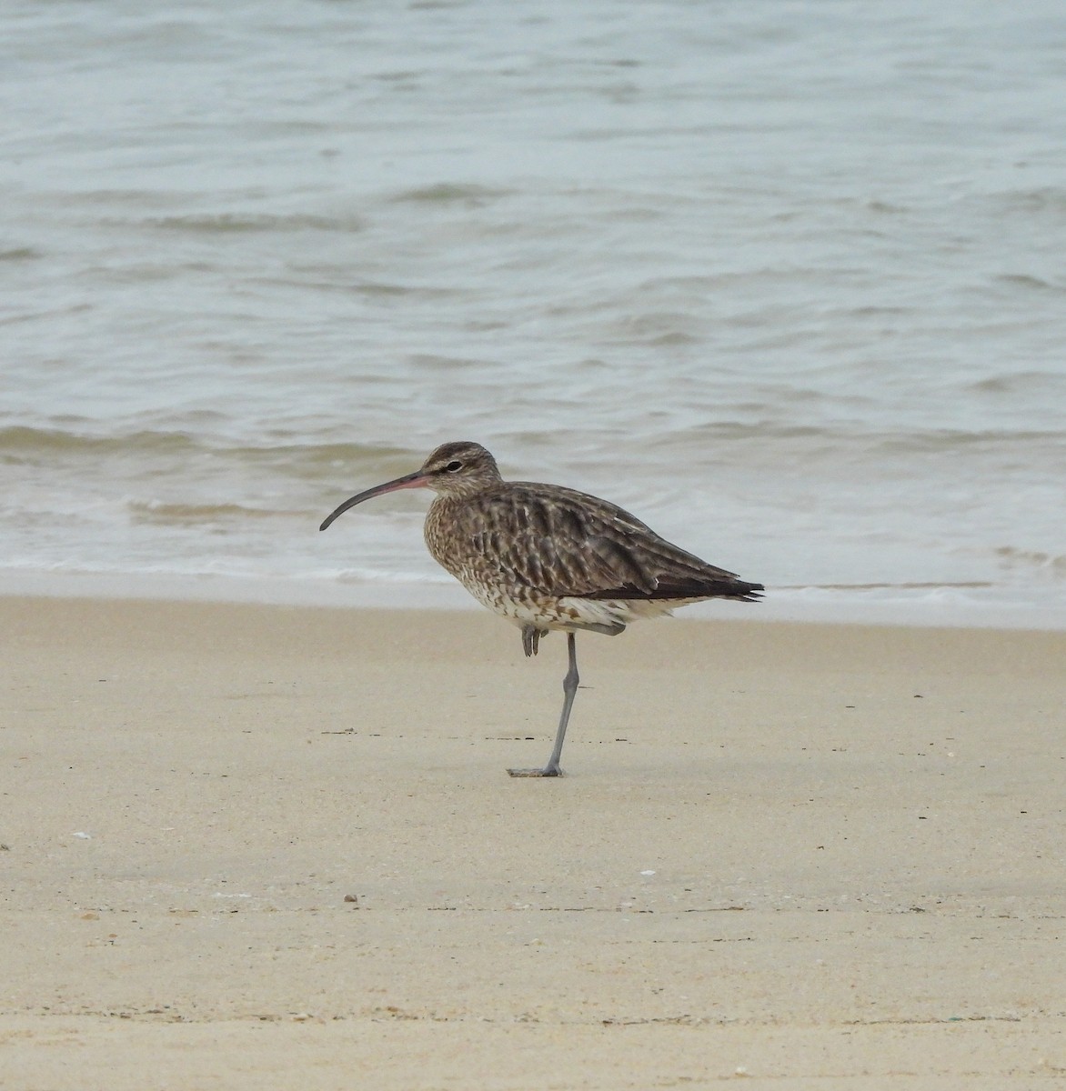 Whimbrel - ML624589194