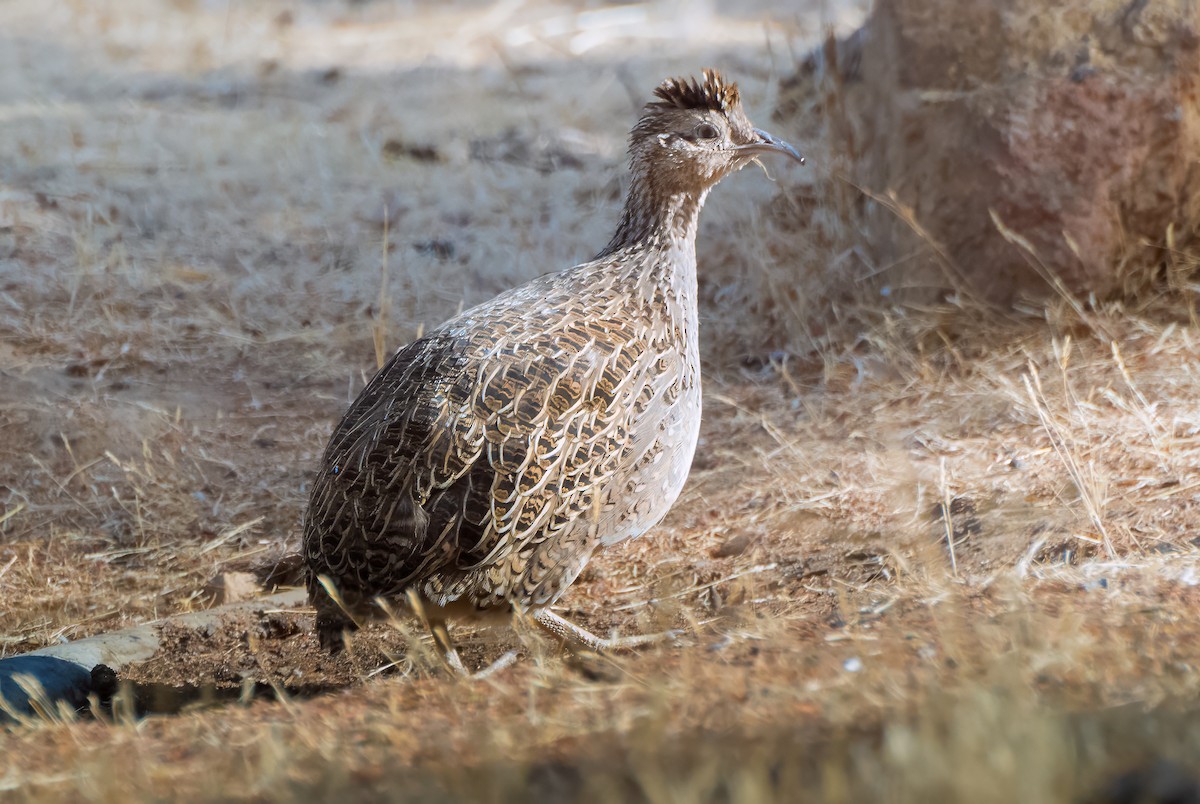 Chilean Tinamou - ML624589319