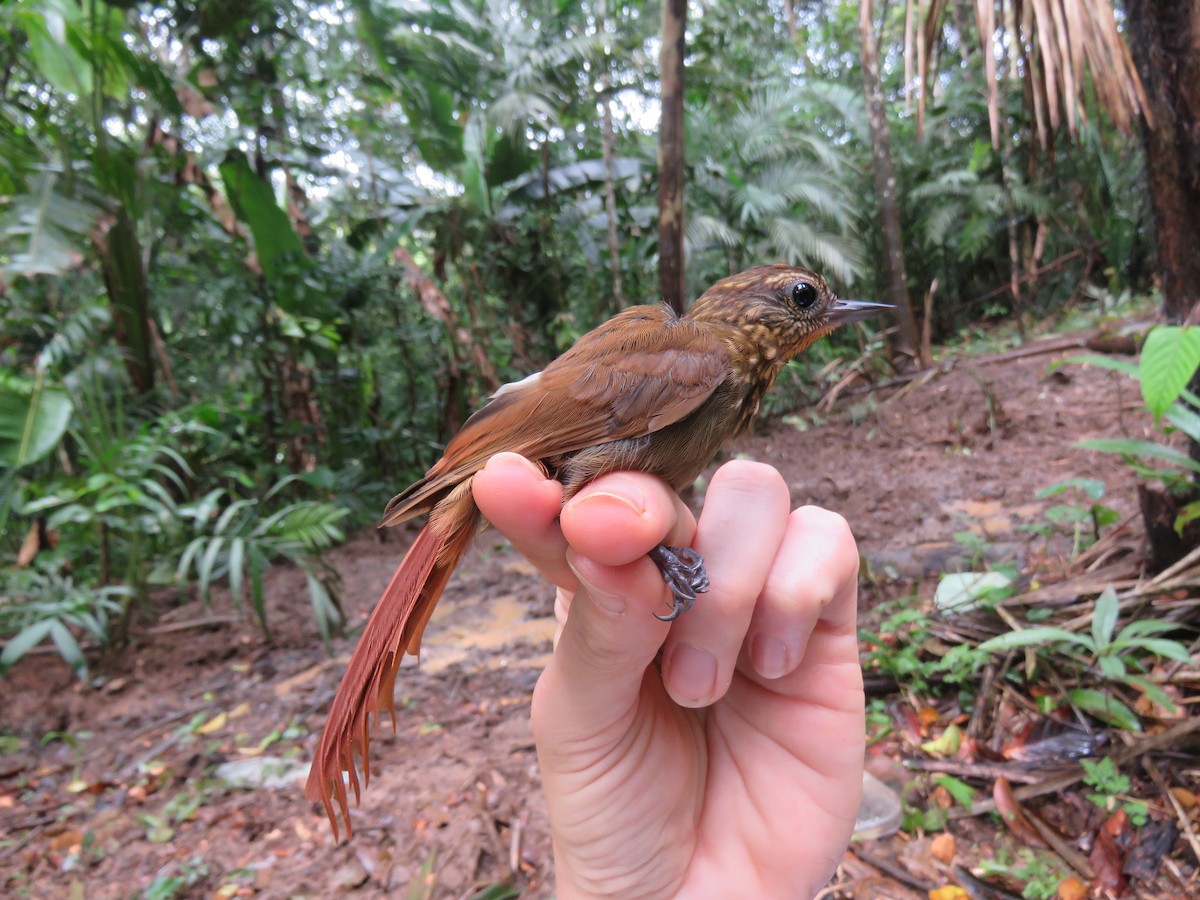 Wedge-billed Woodcreeper - ML624589384