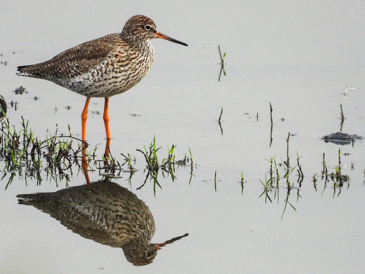 Common Redshank - ML624589397