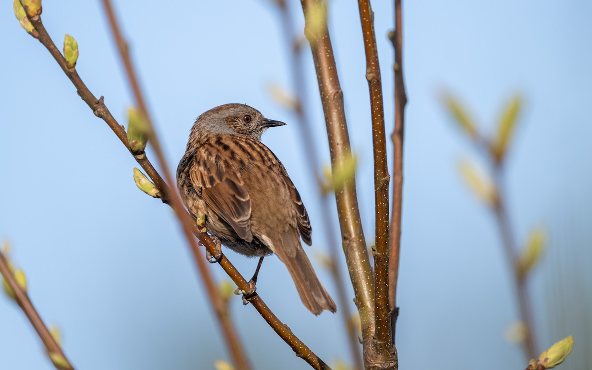 Dunnock - Serge Horellou