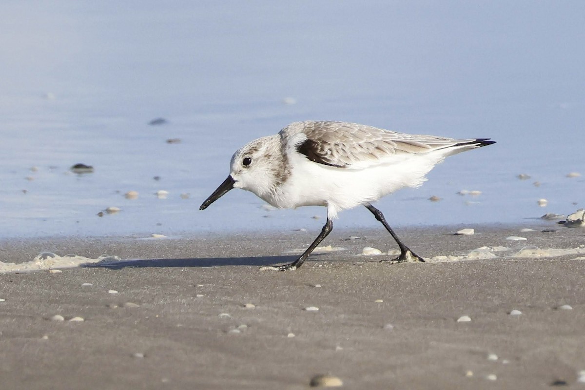 Sanderling - ML624589628