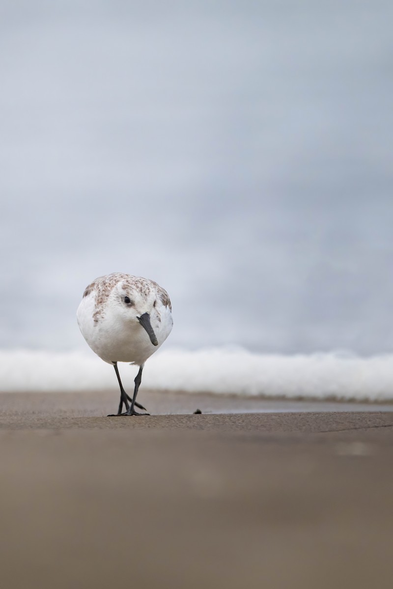 Sanderling - ML624589646