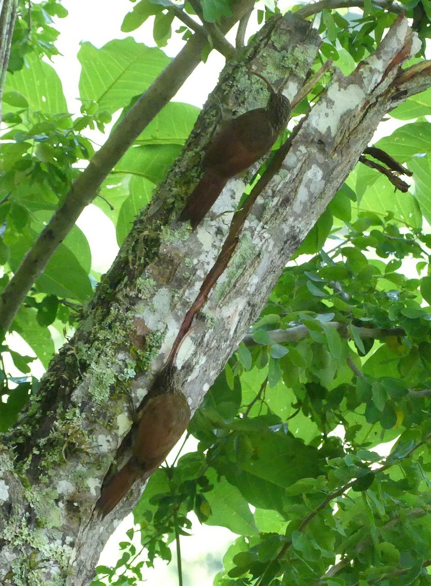 Red-billed Scythebill - ML624589684